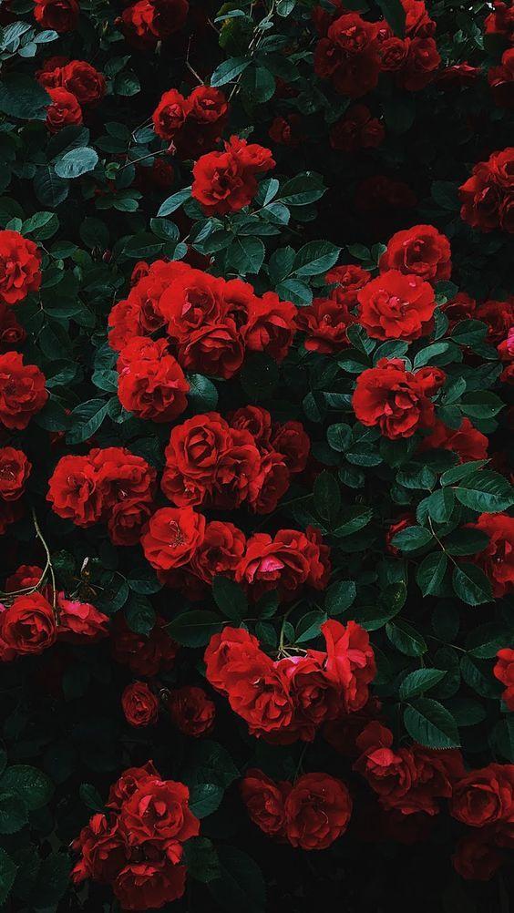 Twilight Whispers: Romantic Rose Array